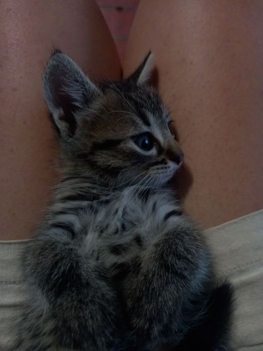 Віддам котика в добрі руки!!!