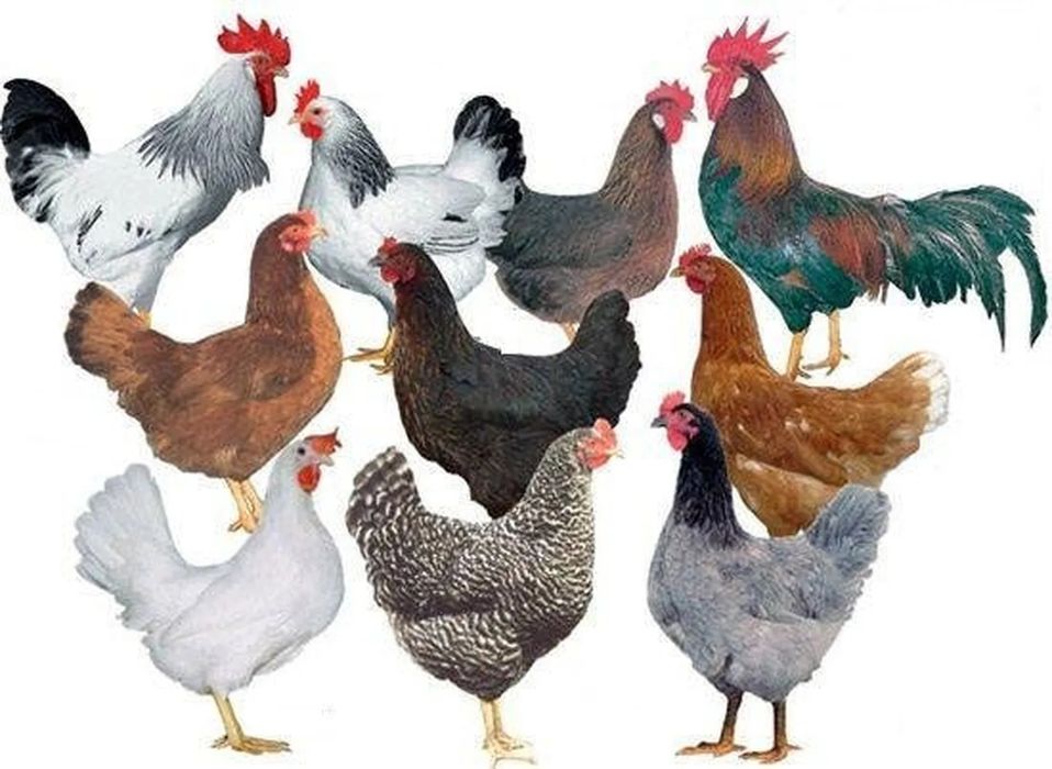 Продаж курей . Домінант Ломан Браун