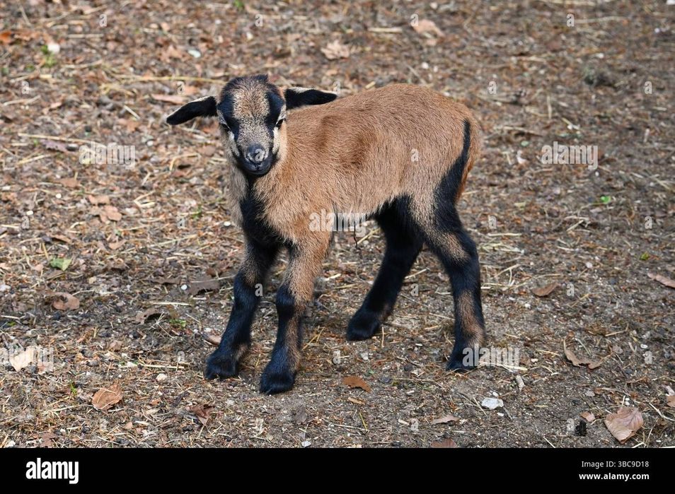 Owce/Barany kameruńskie