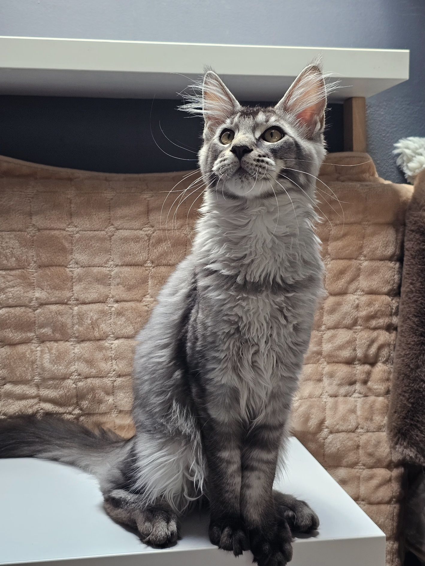 Kocurek rasy Maine Coon - rodowód FPL