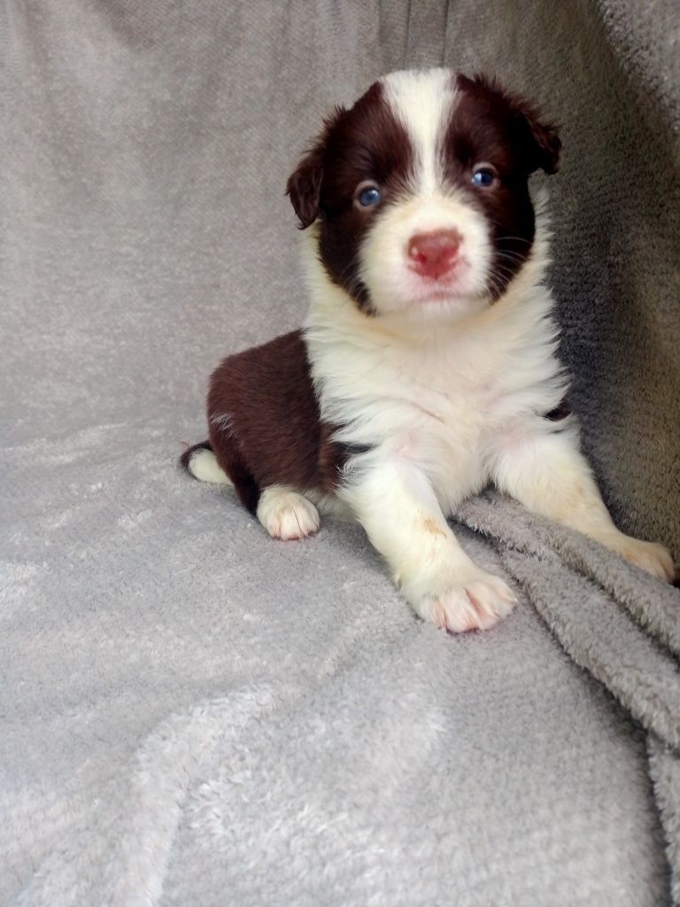 Śliczny piesek czekoladowy border collie