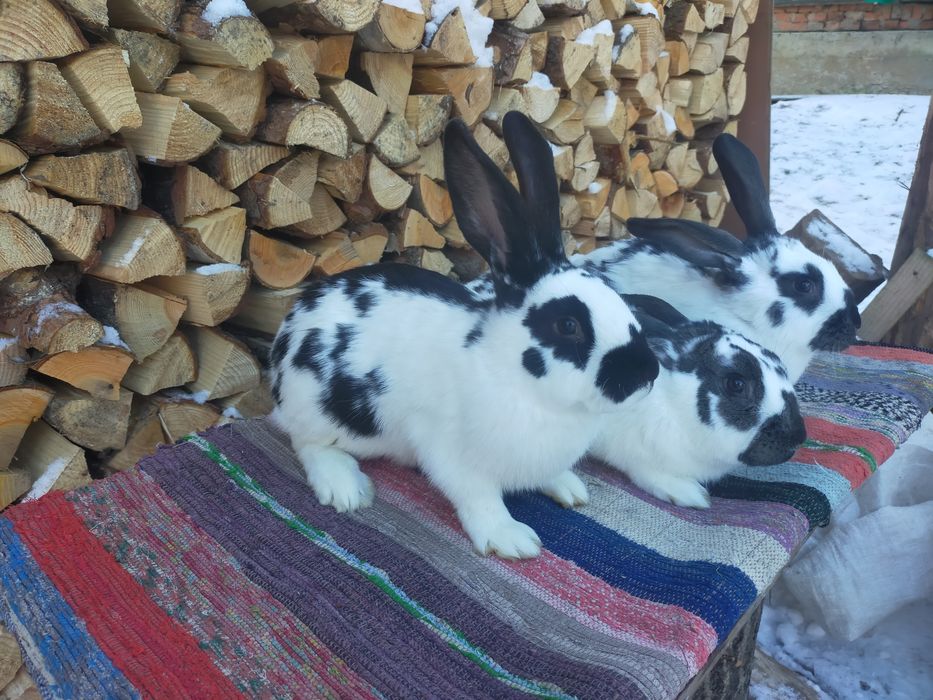 Кролі породи Строкач