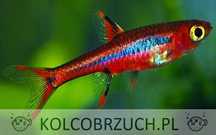 Razbora borneańska - Boraras brigittae - Rasbora - dowóz, wysyłka
