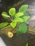 Anubias na kamieniu