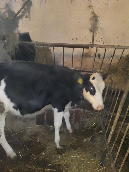 2 jałówki 150/160 kilo