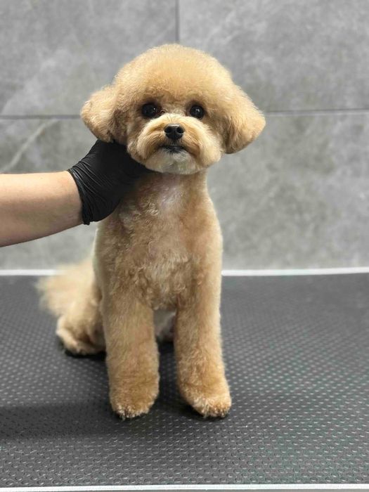 Шукаю моделей для стрижки собак, Позняки