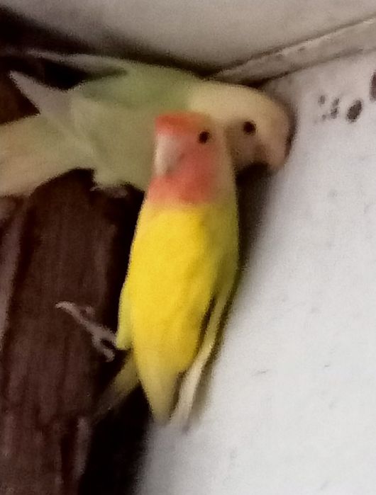 Agapórnis com anilha