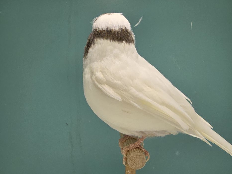 Gloster kanarek kanarki szafir szek 2025 samiec