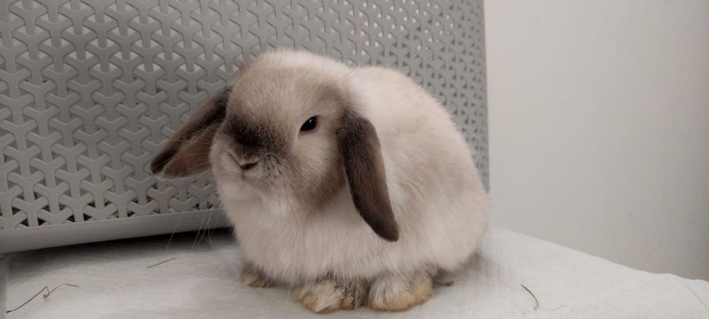 Mini Lop królik gotowe do odbioru samiec