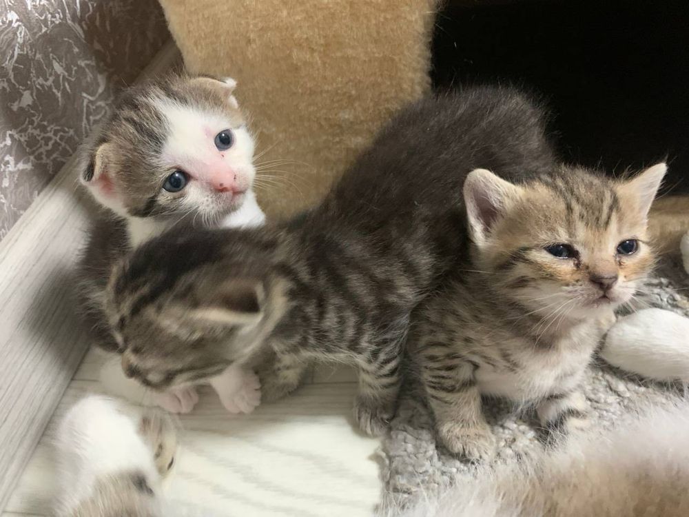 Котята в добрые руки