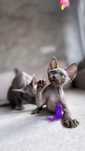 Deborah Devon rex