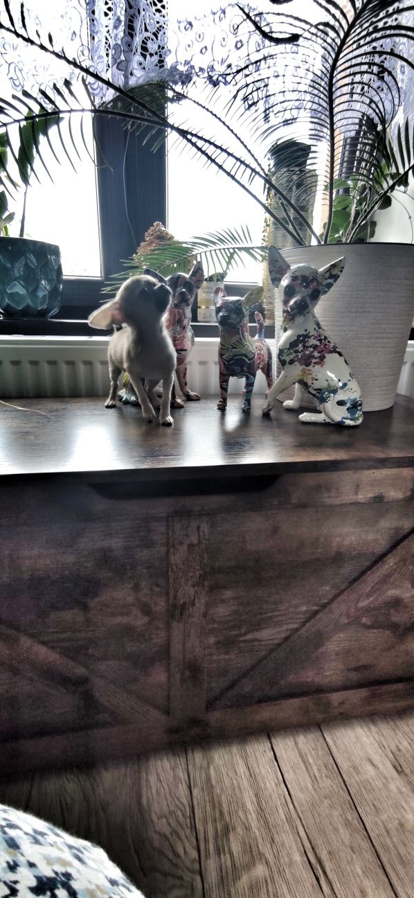 ***Mini Czteromiesięczna Laleczka Chihuahua*** Gotowa Do Odbioru ***