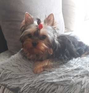 Piękny mini piesek York z rodowodem