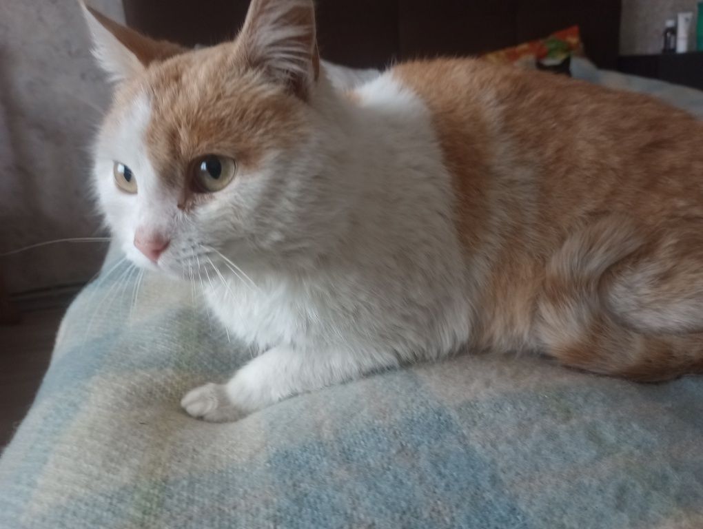 Кастрированный кот 8 месяцев из зоны боевых действий