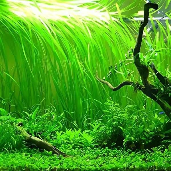 Planta para aquário Vallisneria