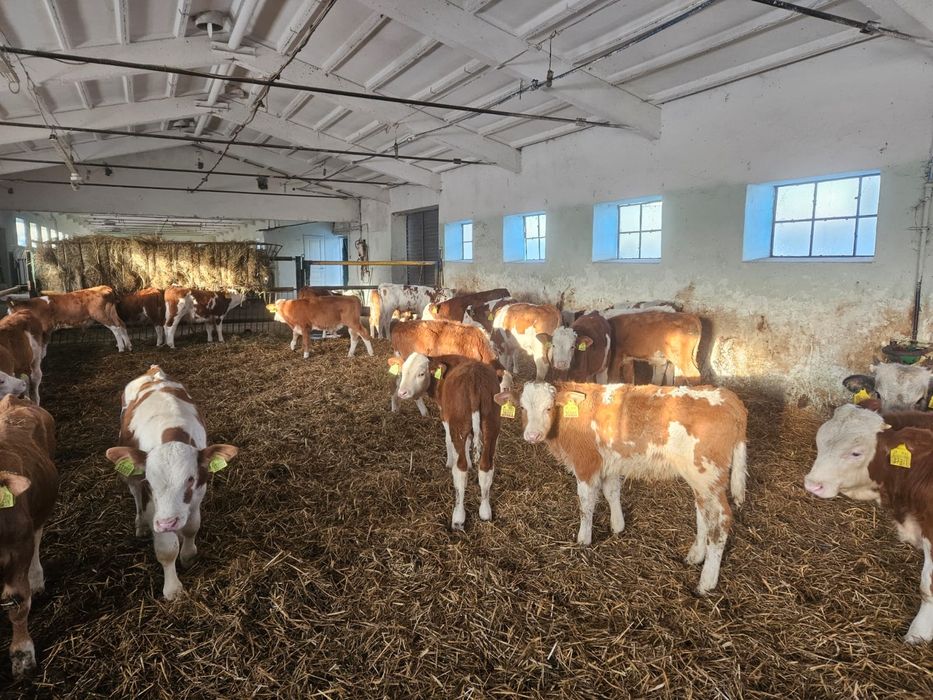 Byczki Mięsne Odsadki Opasy Świetny Towar od ROLNIKA