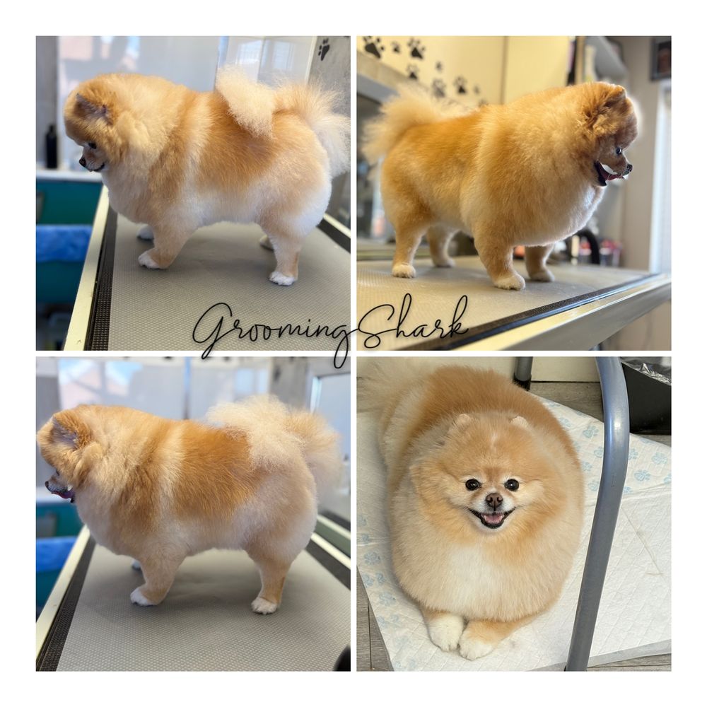 Psi fryzjer GroomingShark