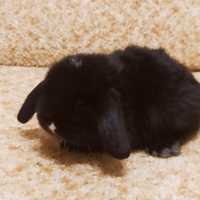 Декоративный вислоухий кролик. Черненький с белыми отметинами.