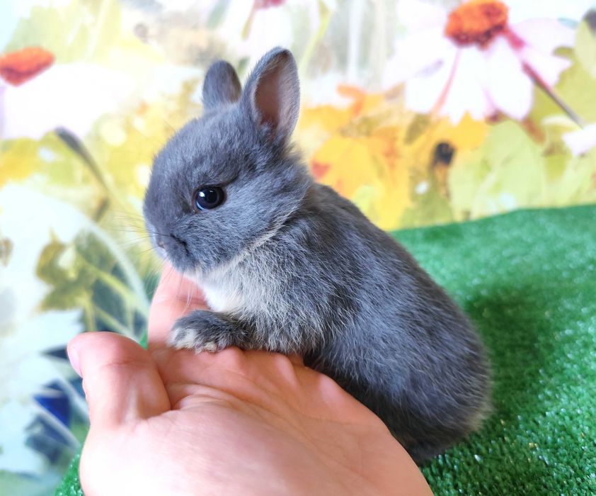 PIĘKNE Mini Lop królik miniaturka karzełek rex baranki teddy