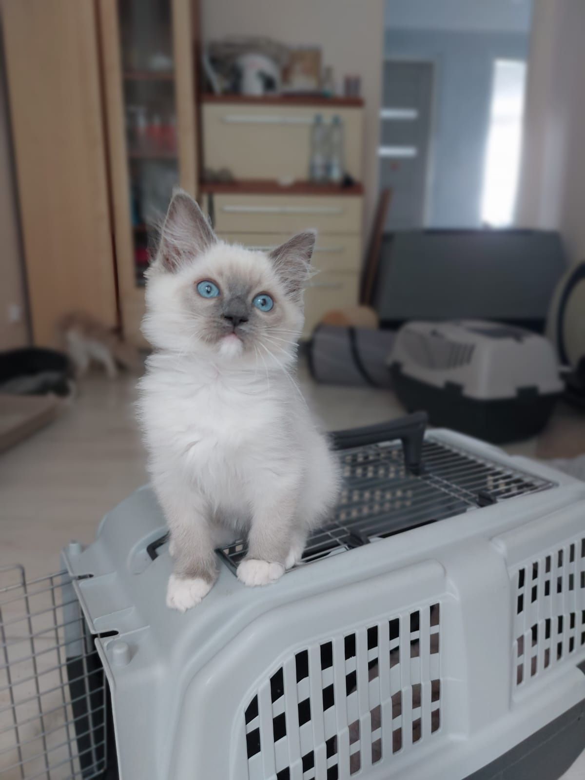 Ragdoll Kocurek gotowy do odbioru