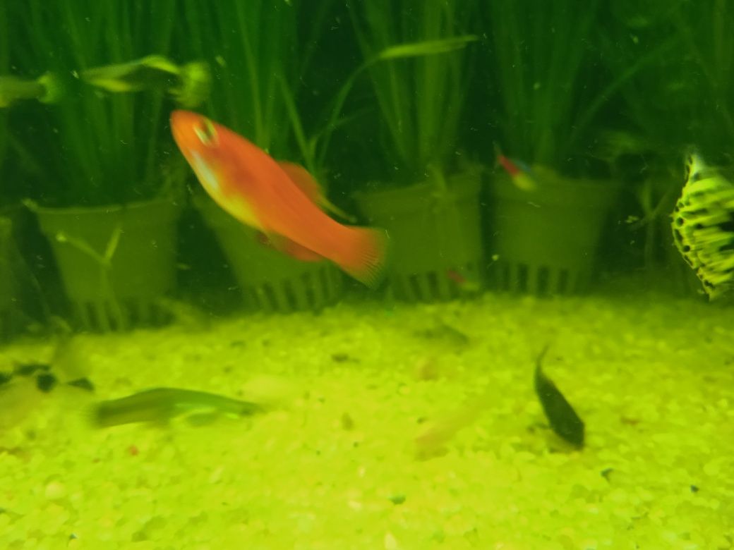 Mieczyki czerwone/rybki akwariowe/rybka/ryba