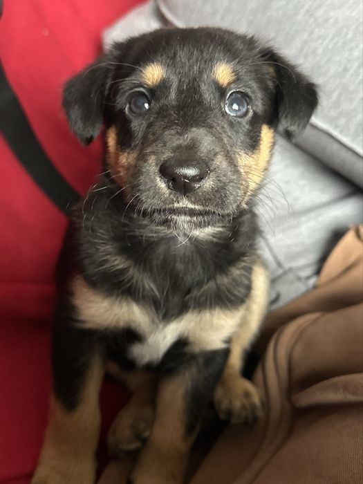 Cão filhote porte pequeno (adoção)