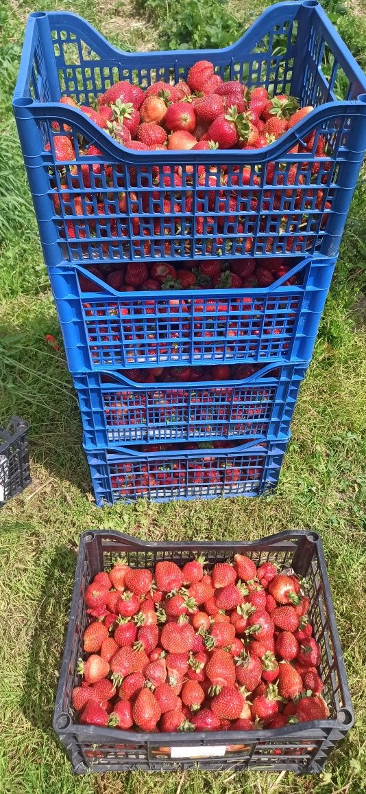 Продам Полуницю полуниця