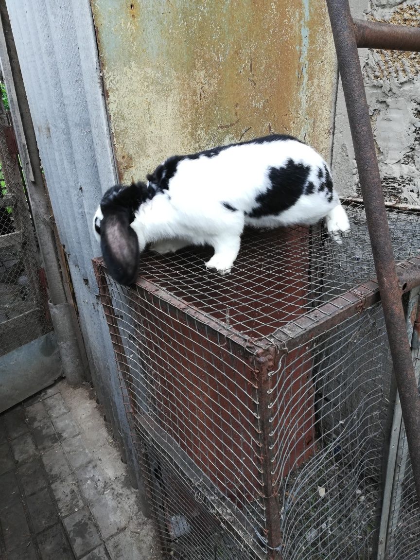 Кролик самец рабочий