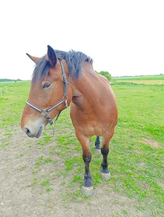 GNIADA klacz 3 lata GNIADOSROKATA klacz 7 lat CIEMNOGNIADA klacz 3 lat