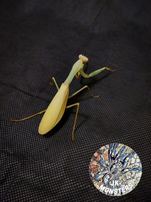 Modliszka Hierodula venosa+gratisy