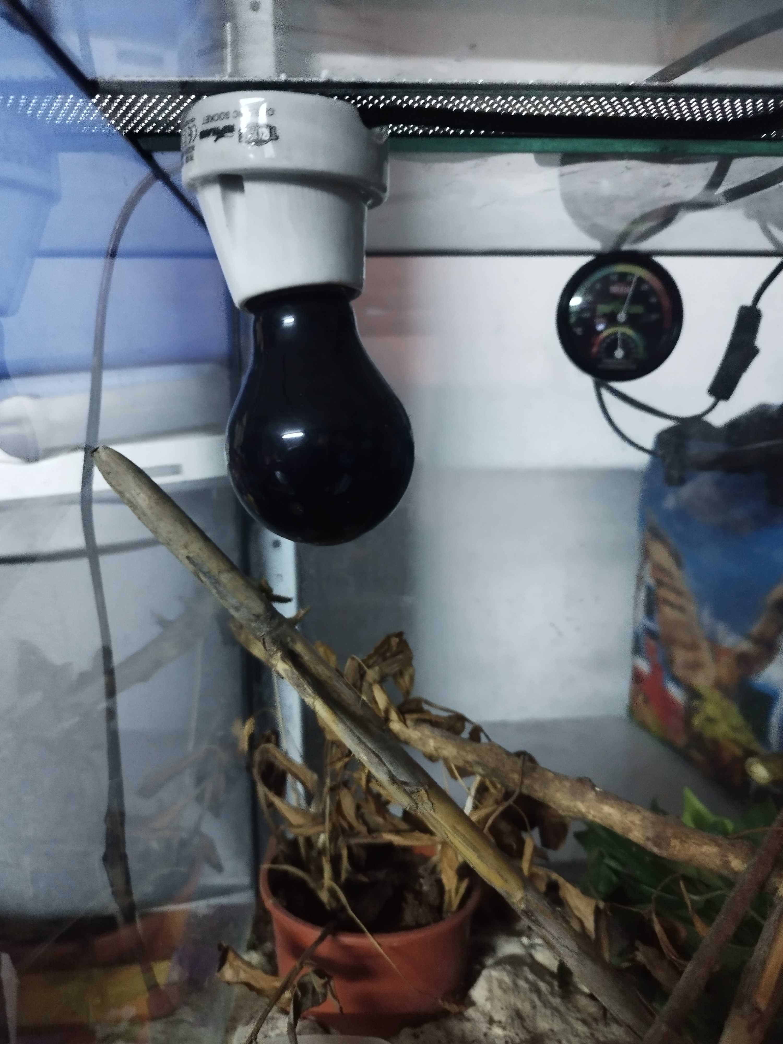 Terrário para pequenos répteis