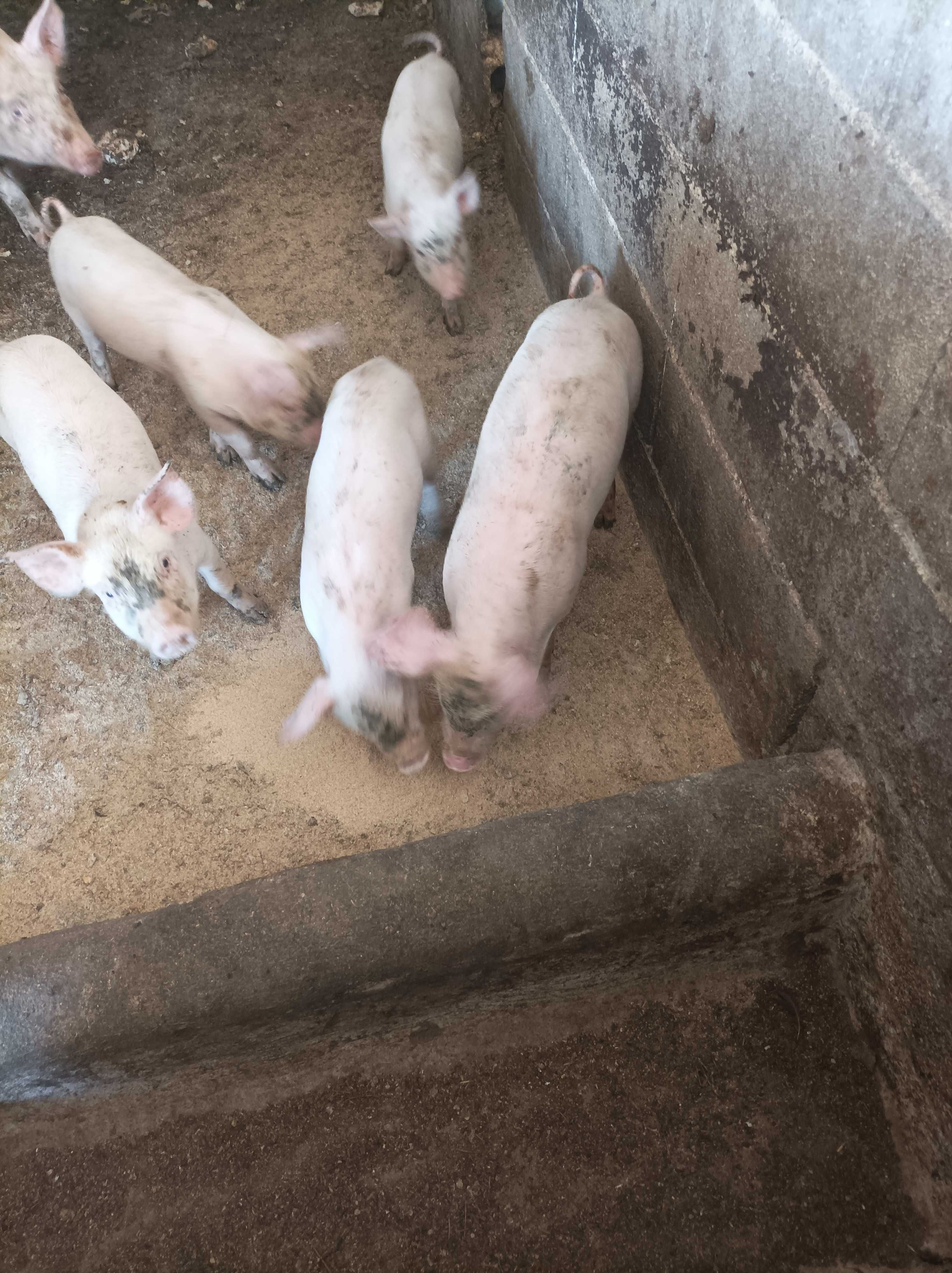 Leitões prontos a sair