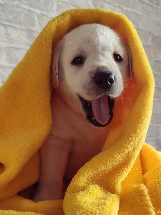 Щенки лабрадора ретривера