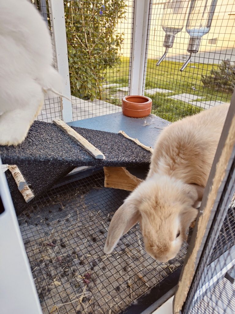 Coelhos belier orelhudos