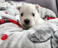 West white highland terrier FCI