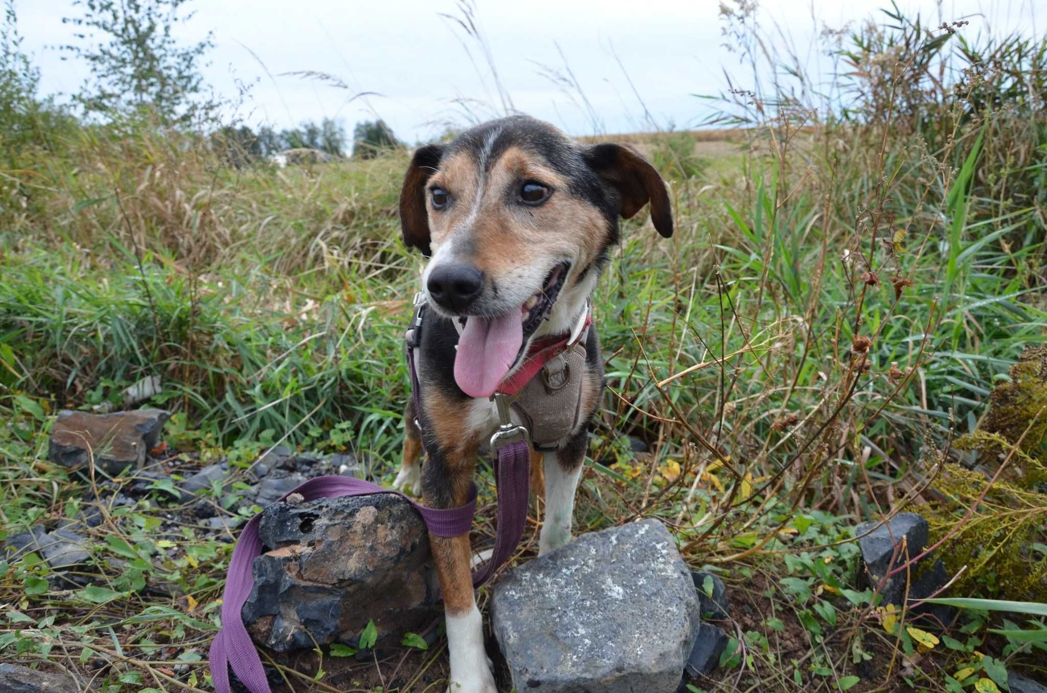 Grosik kochany psiak prosi o dom,tęskni w schronisku za ludźmi ADOPCJA