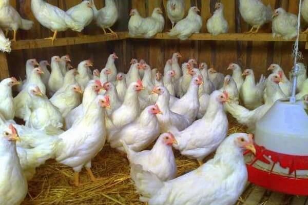 скоростиглість - нести яйця кури починають вже після 130-135 днів. Пер