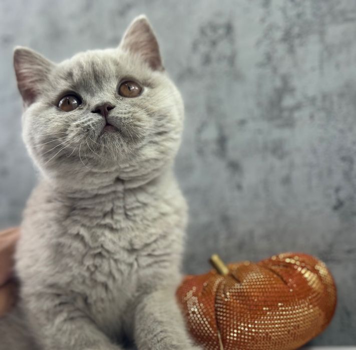 Kot brytyjski kocięta brytyjskie kotka brytyjska