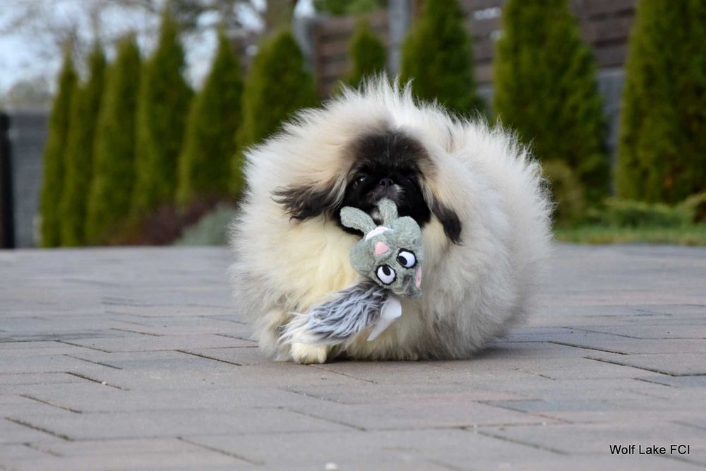 Pekińczyk ZKwP / FCI prawdziwy rodowód