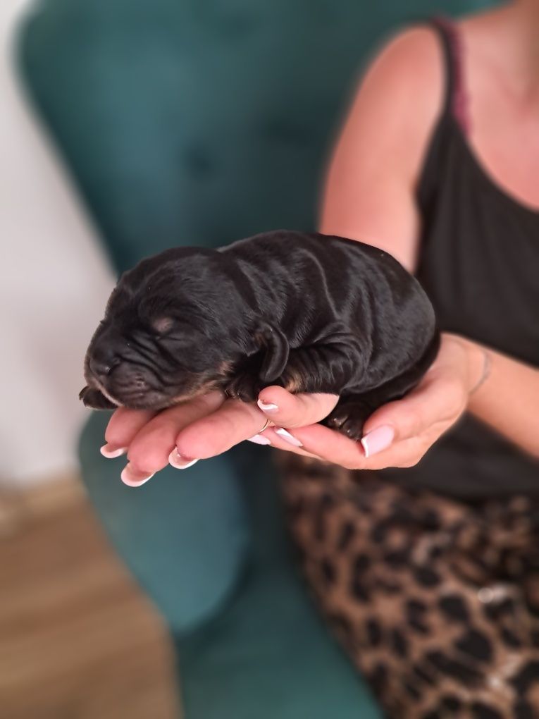 Cocker spaniel angielski