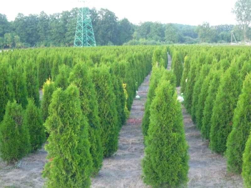 Tuja szmaragd 100-120 cm FV Balot Thuja smaragd Wysył gratis Chełm