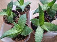 Aloes mydlany, aloe saponaria