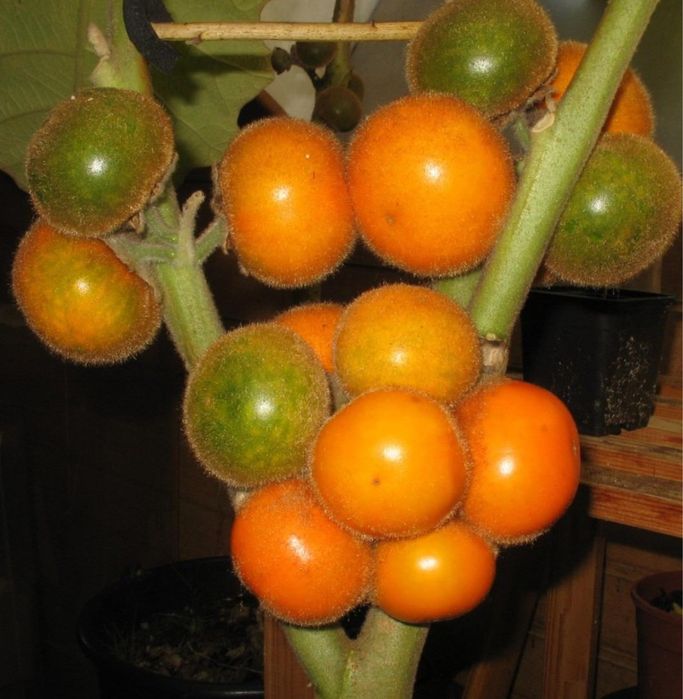 Raro Lulo árvore fruto delicioso fácil de produzir