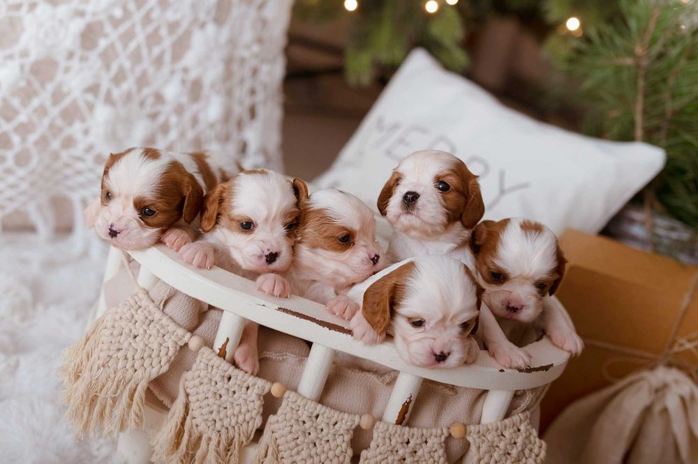 Cavalier King Charles Spaniel