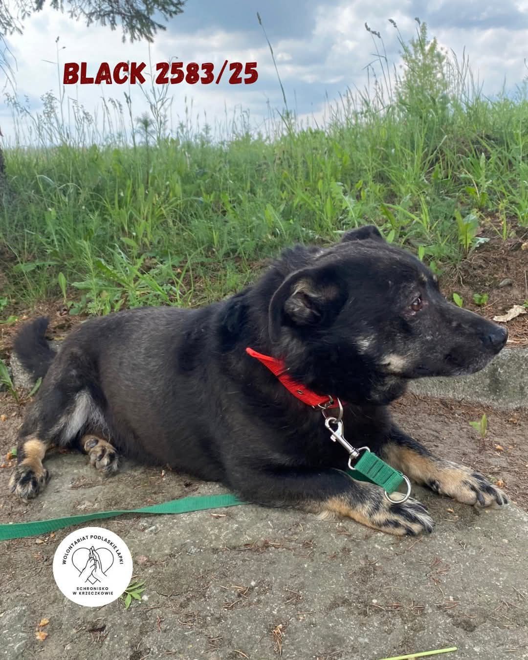 Black szuka domu