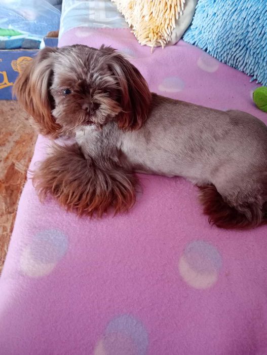 Shih-tzu czekoladowy piesek