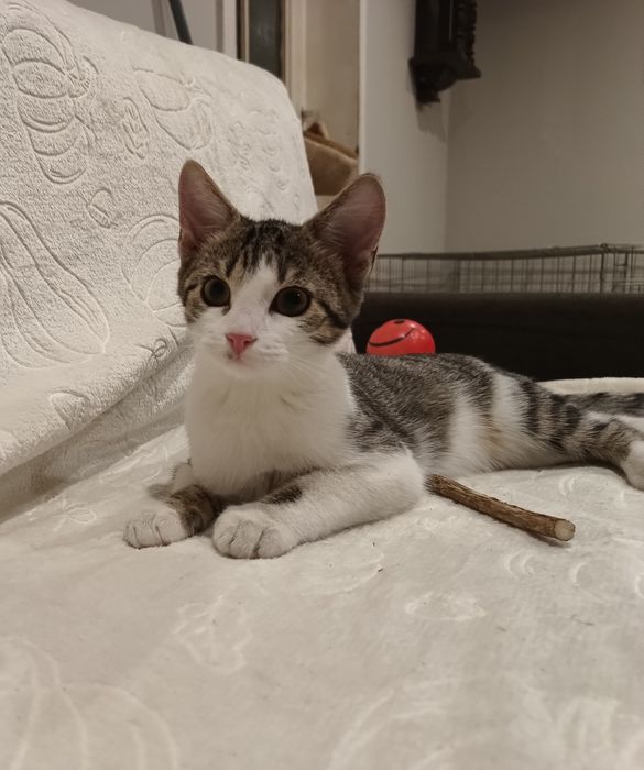 Migotka szuka domku.