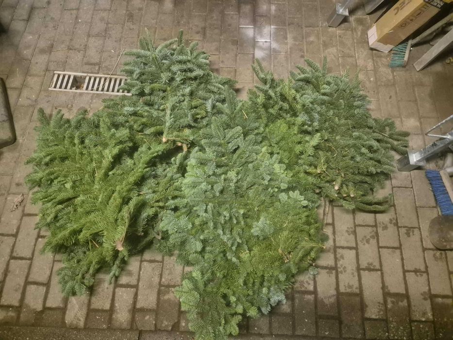 Świeże gałązki jodły nobilis