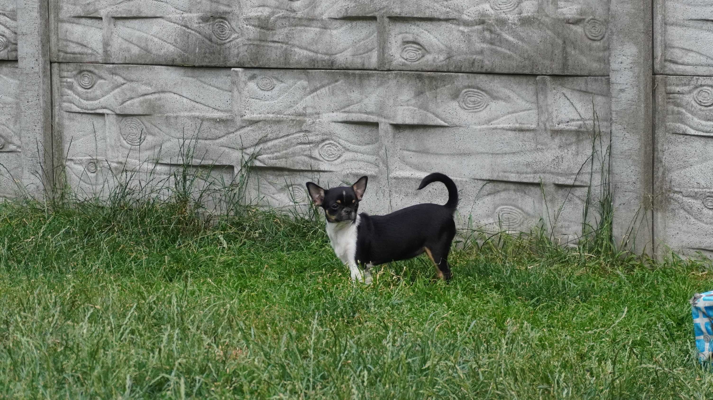 Piękna suczka krótkowłosa, Chihuahua, ZKwP/FCI