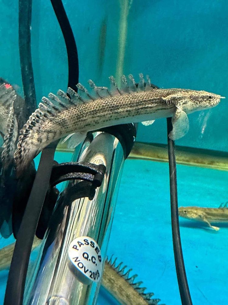 Wielopłetwiec/Polypterus Teugelsi Lapradei i Endlicherii